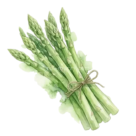 蘆筍-蘆筍花