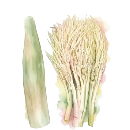半天筍