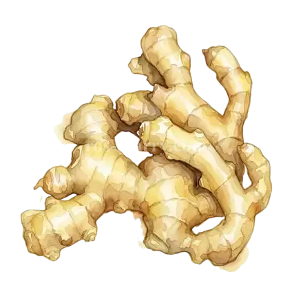 薑-竹薑