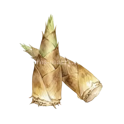 桶筍-綠竹筍