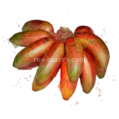 香蕉-芭蕉紅芭蕉
