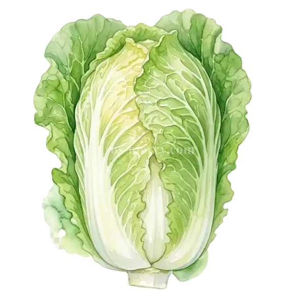 包心白-包頭蓮
