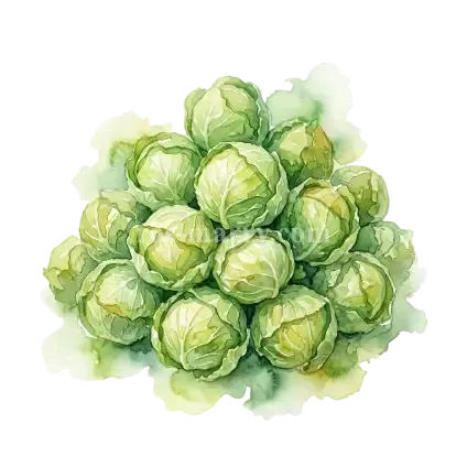 甘藍-甘藍心