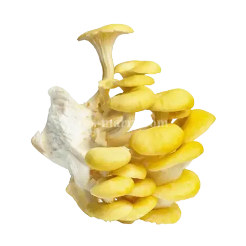 珊瑚菇-盒裝