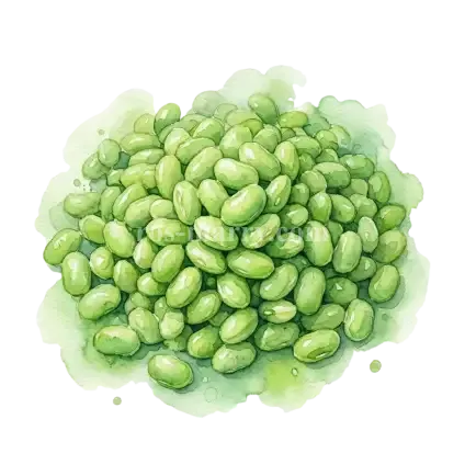 毛豆-豆仁