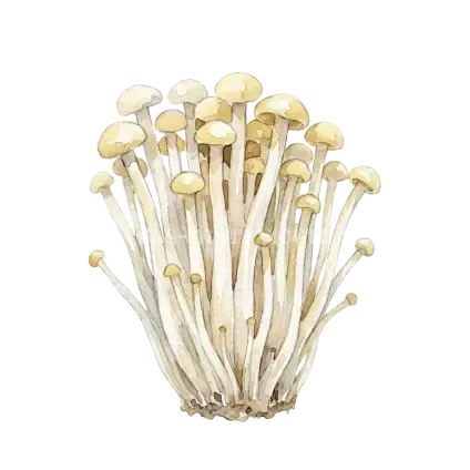 金絲菇-金針菇