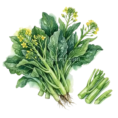 芥藍菜