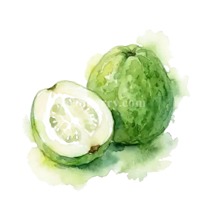 番石榴-珍珠芭