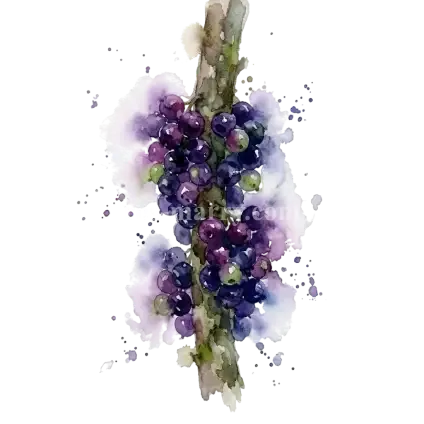 樹葡萄 - NT$10