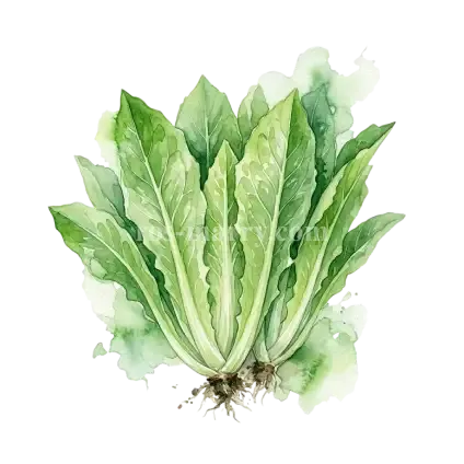 萵苣菜-本島尖葉
