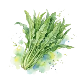 萵苣菜-油麥菜