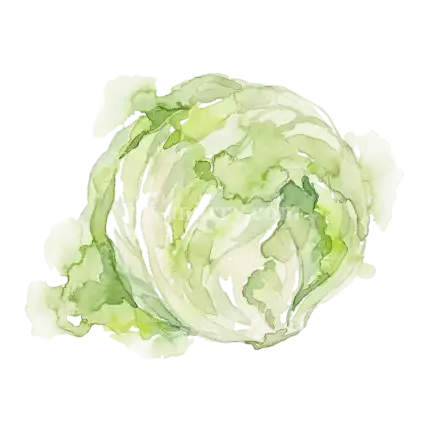 萵苣菜-進口