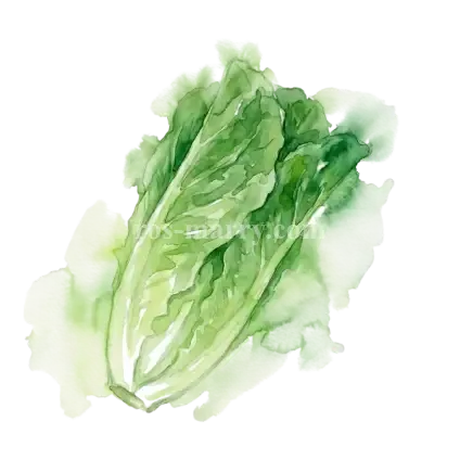 萵苣菜-蘿美