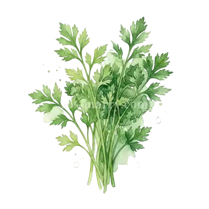 芹菜-山芹菜