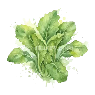 芥菜-大芥菜 - NT$8