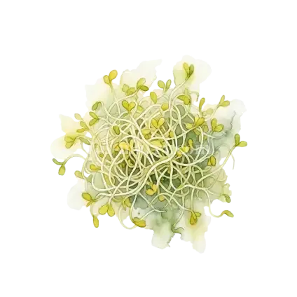芽菜類-苜蓿芽