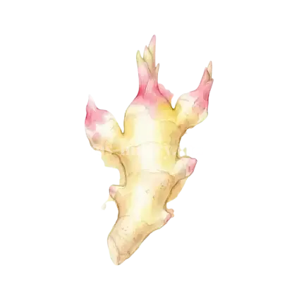 薑-嫩薑
