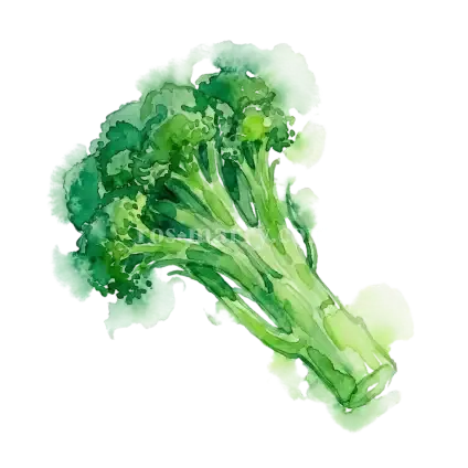 花椰菜-白梗