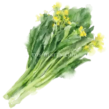 油菜