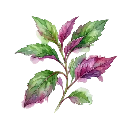 紅鳳菜-紅鳳菜