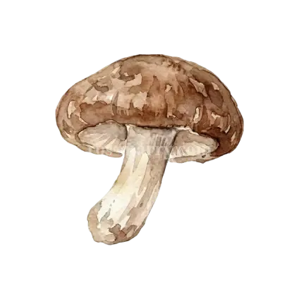濕香菇