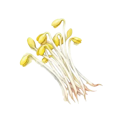 芽菜類-黃豆芽