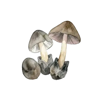 草菇