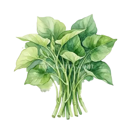 蕹菜-大葉