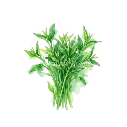 蕹菜-小葉