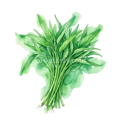 蕹菜-水蕹菜