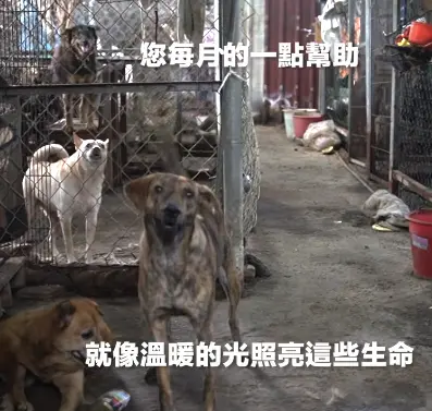 Twpca-台灣野良犬照護協會